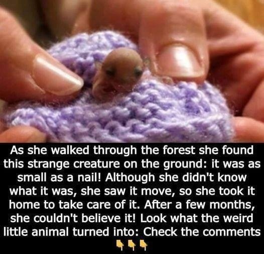It was as little as a nail when she discovered it on the ground while walking through the forest