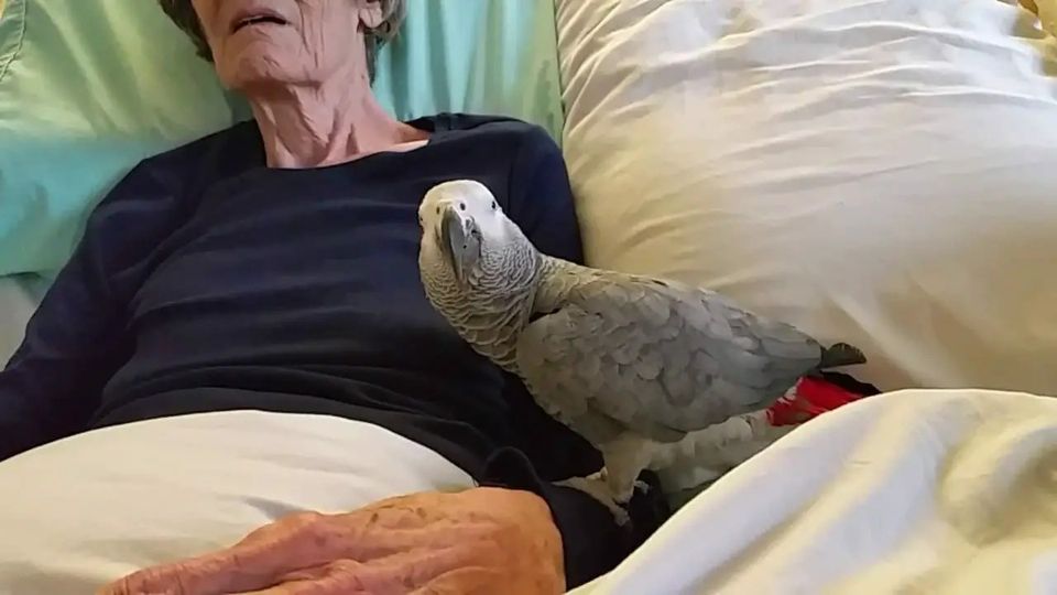 Dying woman says final goodbye to her parrot, but the bird’s reaction leaves everyone in tears