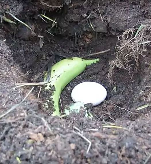 He dug a hole in the ground and put a banana and a raw egg in it. It seems strange what he does, but the result is incredible!