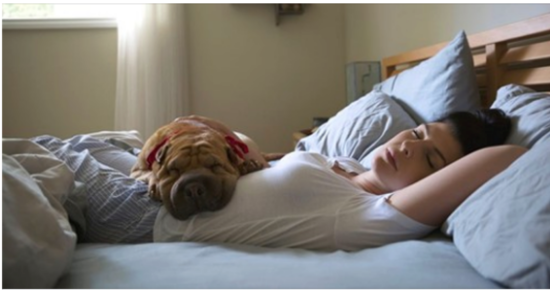 Science Shows That Women Sleep Better Next To Dogs Than Men