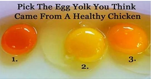 Tips for Choosing Quality Eggs